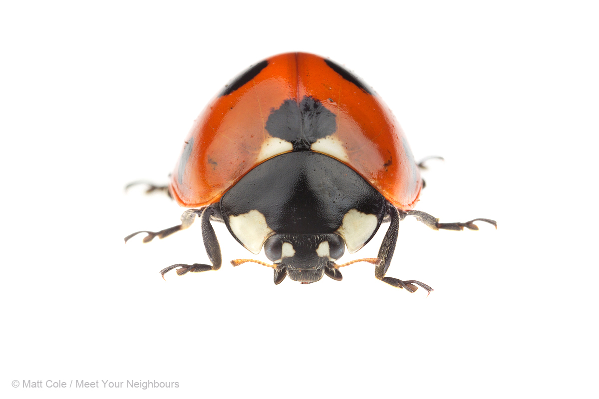 MYN Seven Spot Ladybird